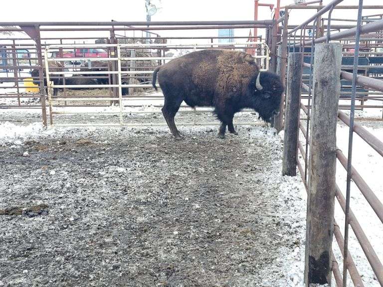 (1) 2-yr old bull