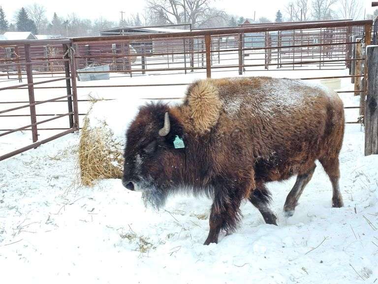 (1) 3-yr old heifer