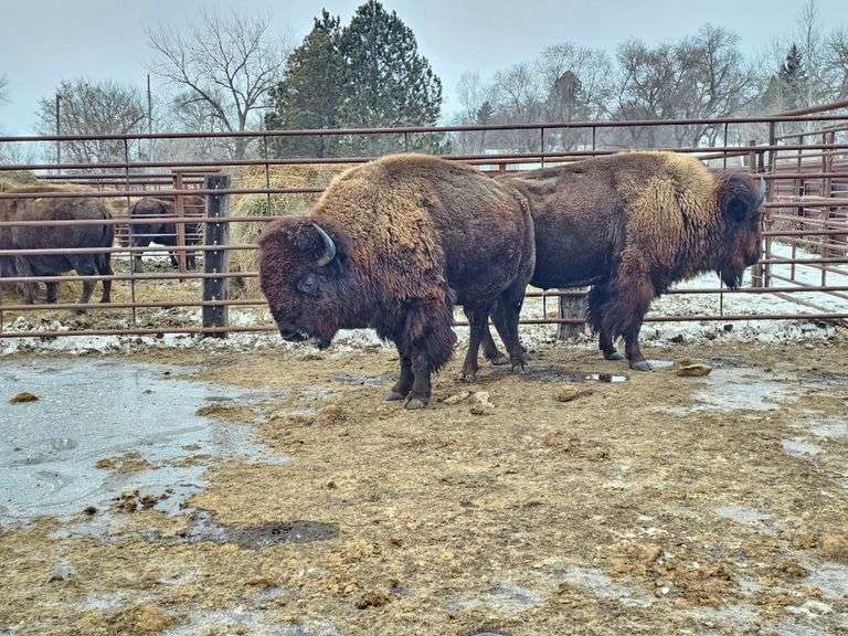 (2) Mature Bulls