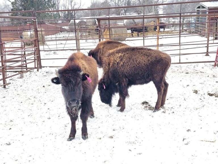 (4) Heifer Calves