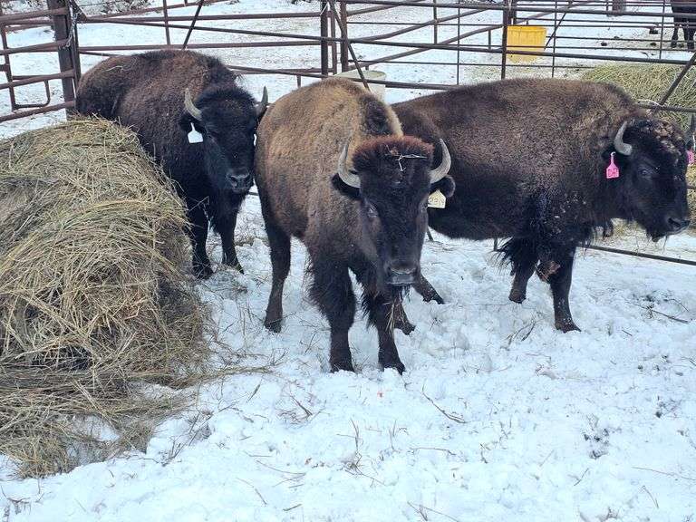 (4) 2-yr old Open Hfrs