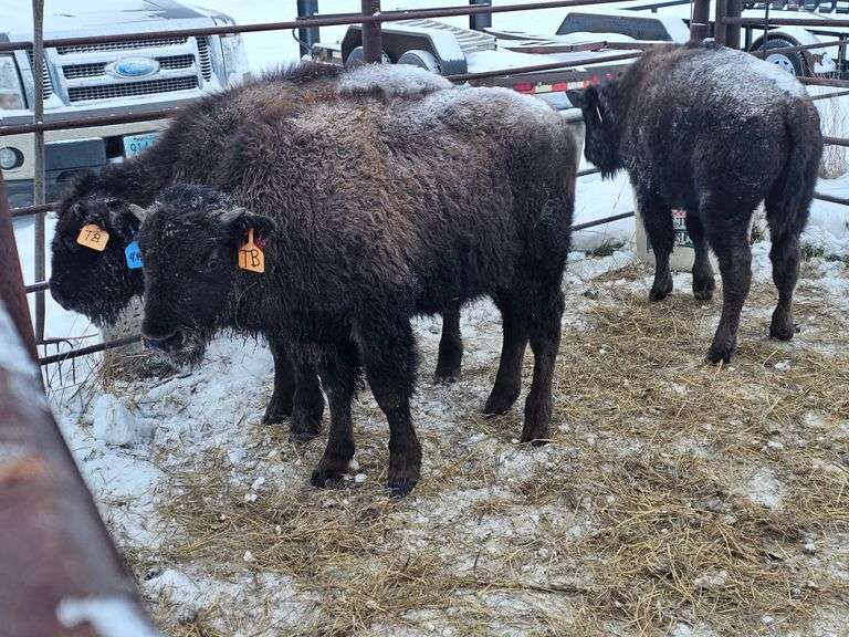 (3) Bull Calves