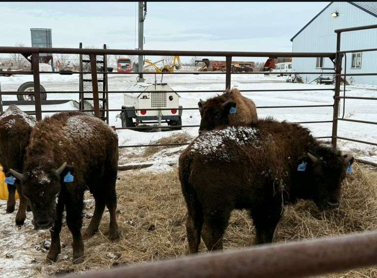 (4) Mixed calves w/ bad eyes. Calves weighed 11/23/2025 total weight 1,210 / average weight 301#.   