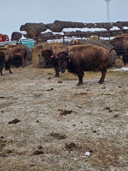 (9) Bred Cows