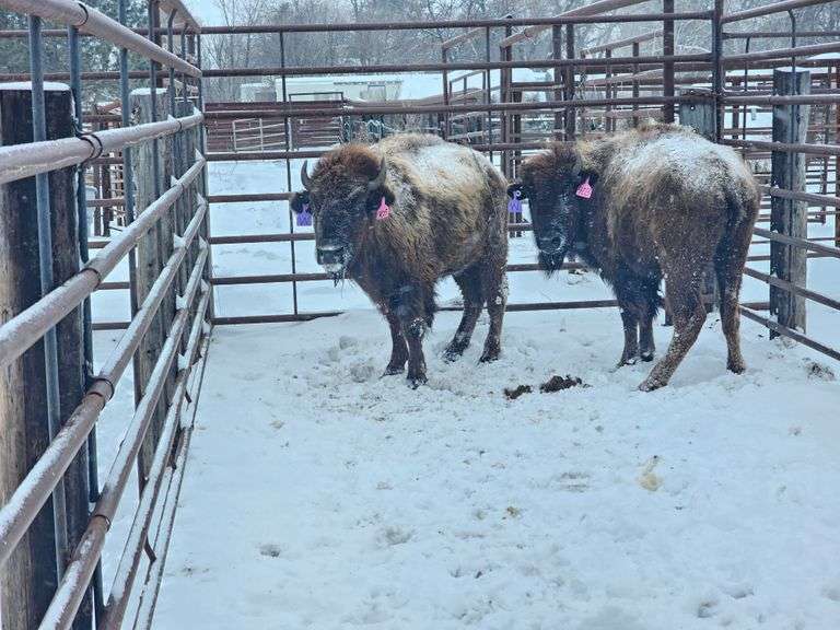 (2) 3-yr old heifers