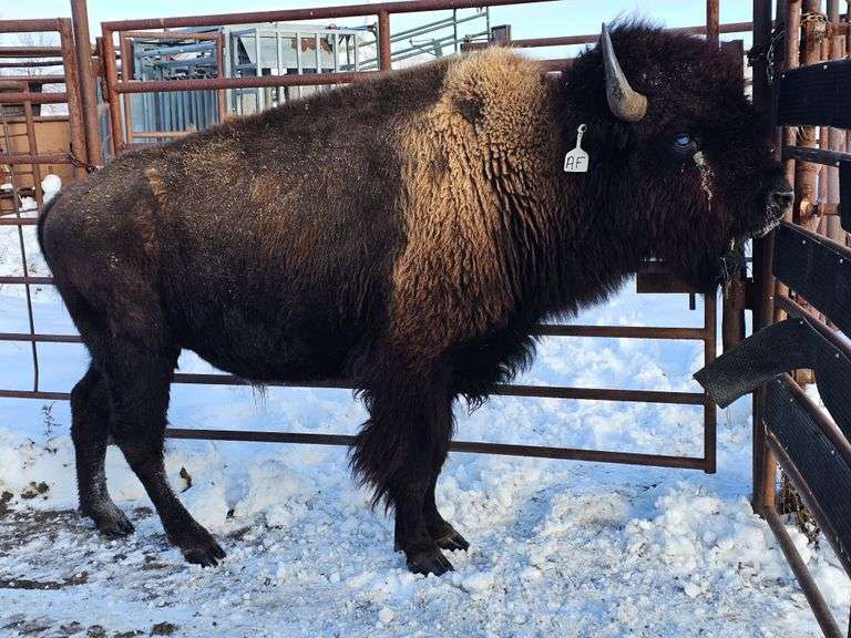 (1) Mature Bull