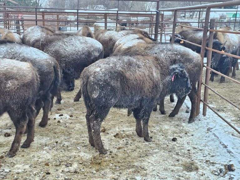 (20) Heifer Calves