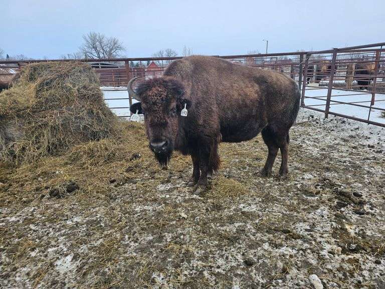 (3) Cows Exposed