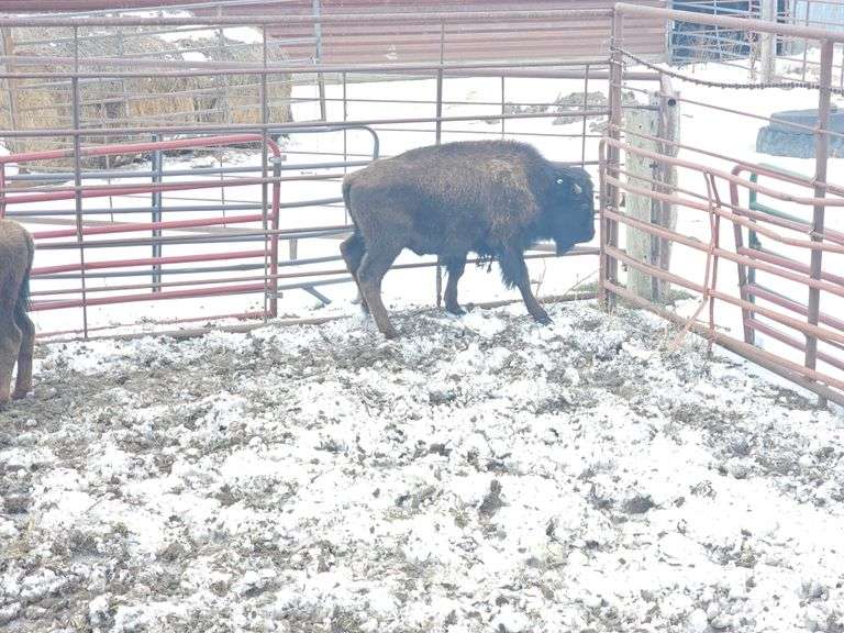 (2) Bull Calves