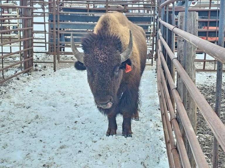 (1) 2-yr old bull
