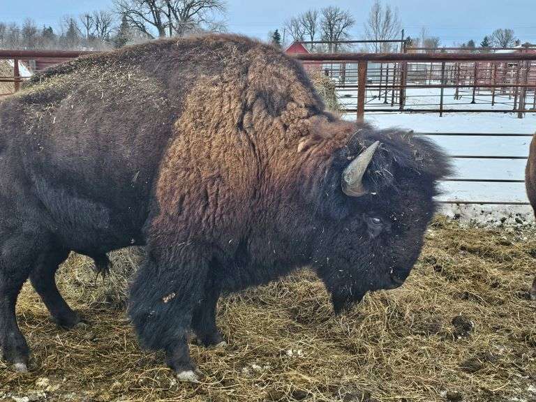 (1) Mature Bull