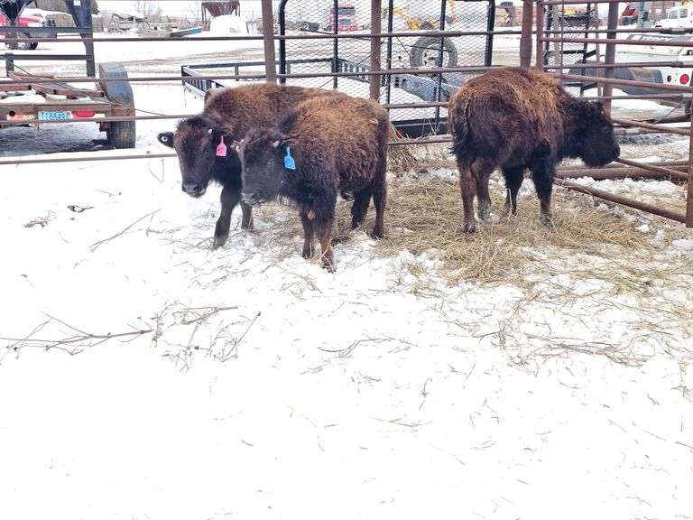 (2 Hfr Calves