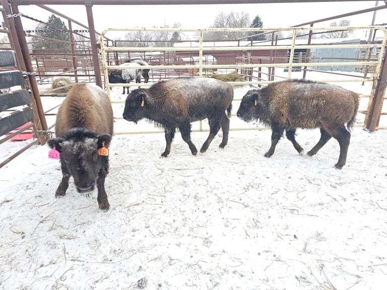 (3) Heifer Calves