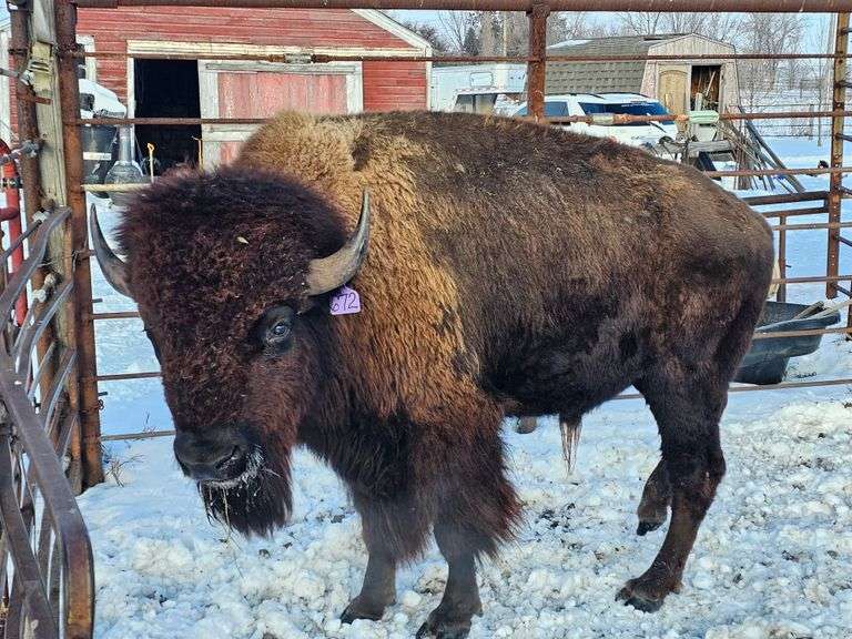 (1) Mature Bull