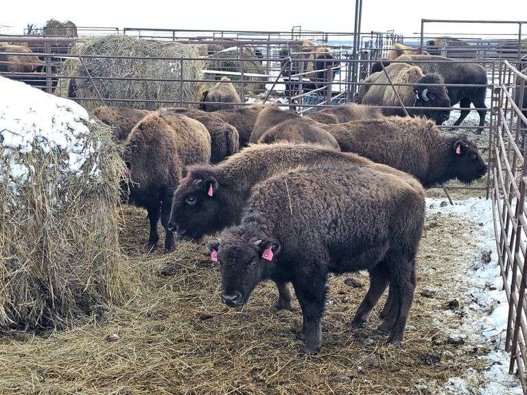 (15) OVC Heifer Calves