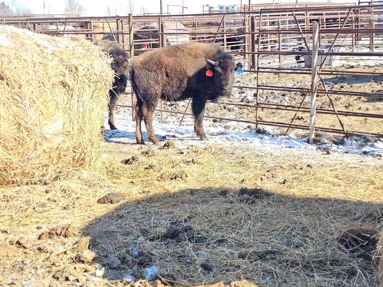 6 Bull Calves