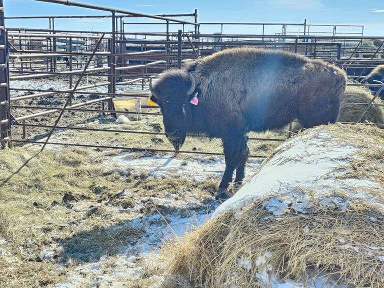1 Heifer (Injured)