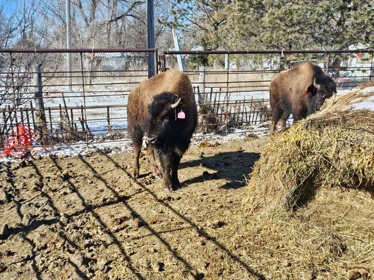 6 Heifer Calves