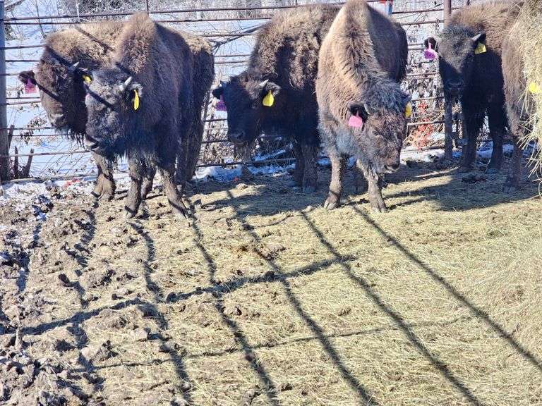 11 Heifer Calves