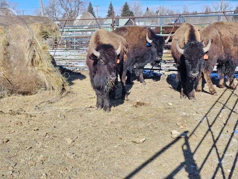 10 2-yr old bulls