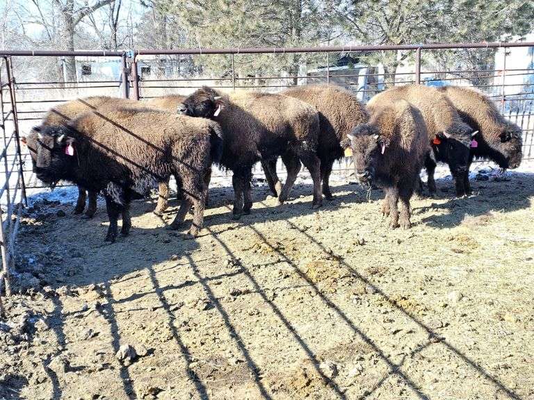 15 Heifer Calves