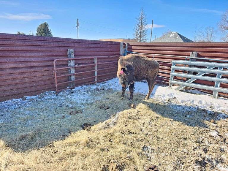 1 Yearling Heifer