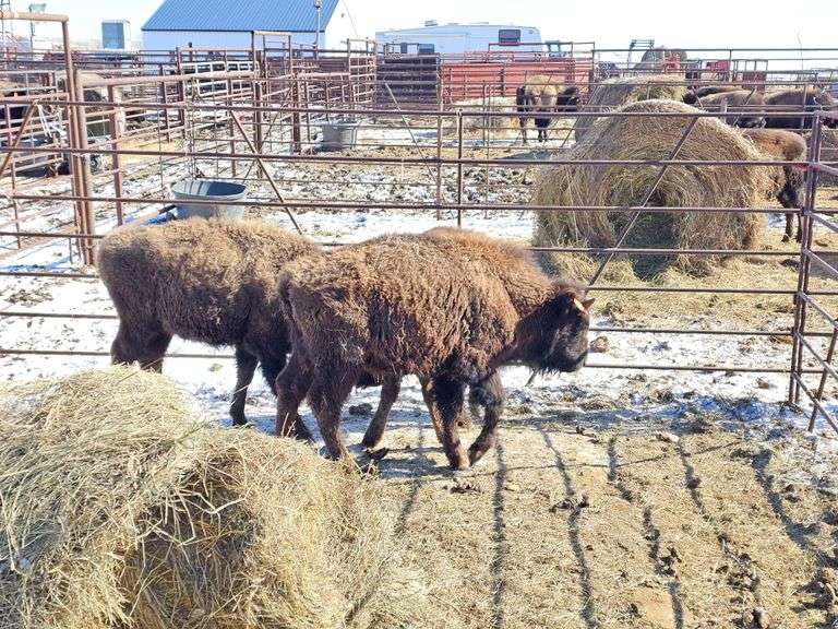 4 Mixed Calves
