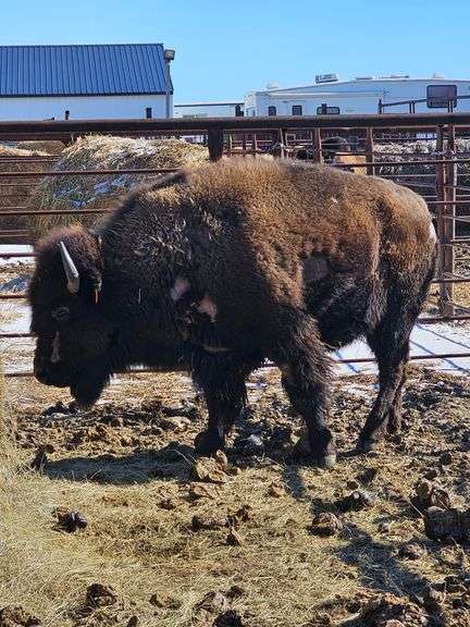 1 Cow (Injured)