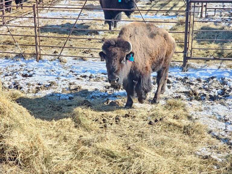 1 Cow