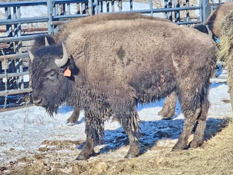 (12) 3-yr old bulls