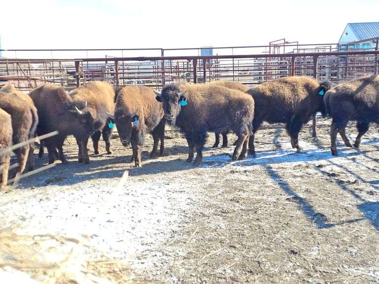 10 Bull Calves
