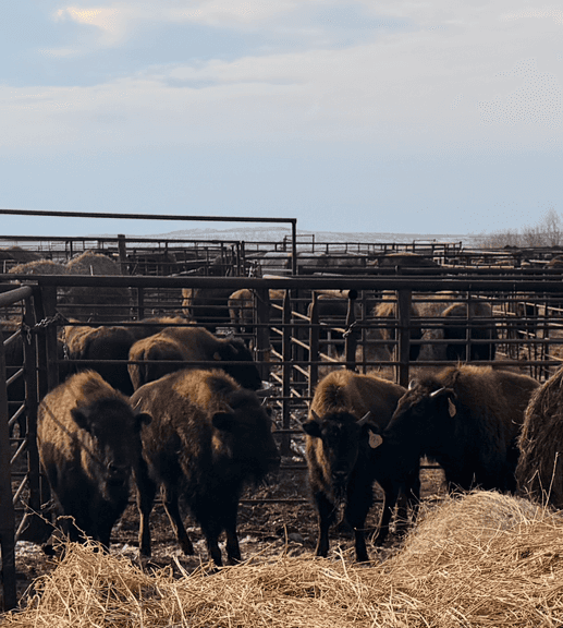 4 Heifer Calves