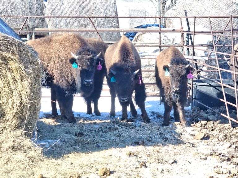 9 Heifer Calves