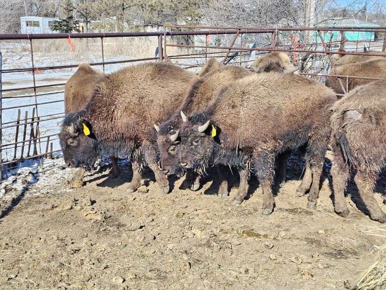 9 Yearling Bulls
