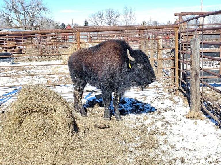 (1) 3 yr old Heifer