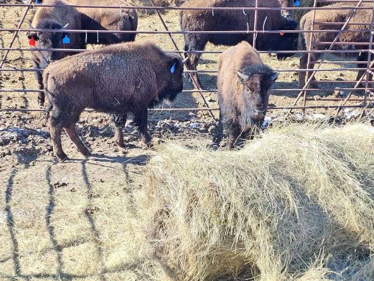 2 Bull Calves