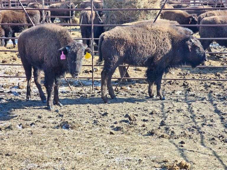 4 Heifer Calves