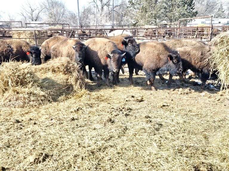 13 Bull Calves