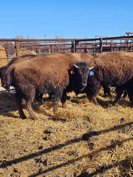 12 Bull Calves