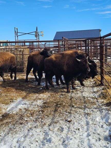 7 Bull Calves