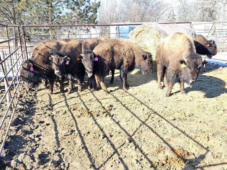 16 Heifer Calves
