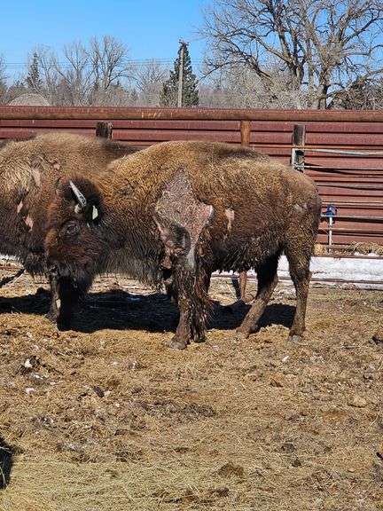 1 Cow (Injured)