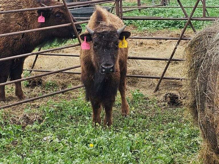 (2) Heifer Calves