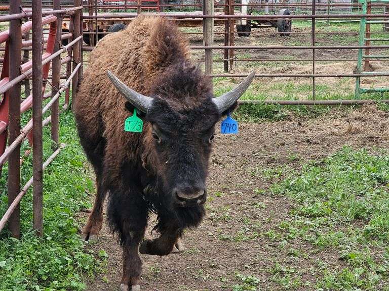 (1) 2-yr old Bull