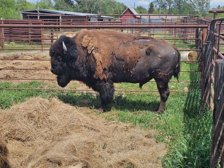 (4) Mature Bulls