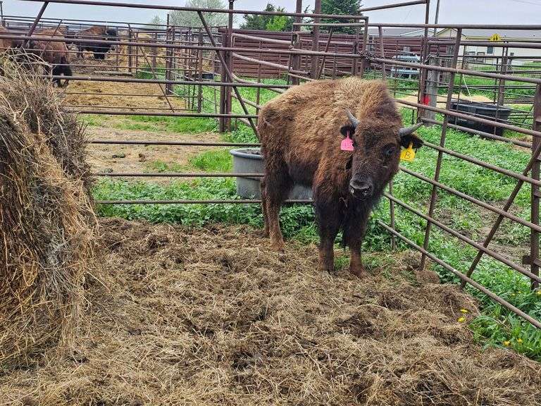 (1) Heifer Calf