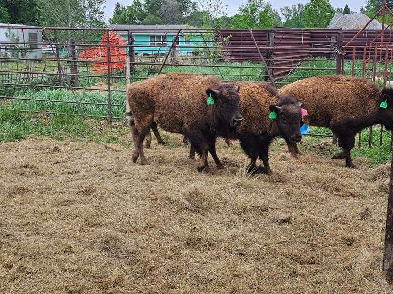 (4) Heifer Calves