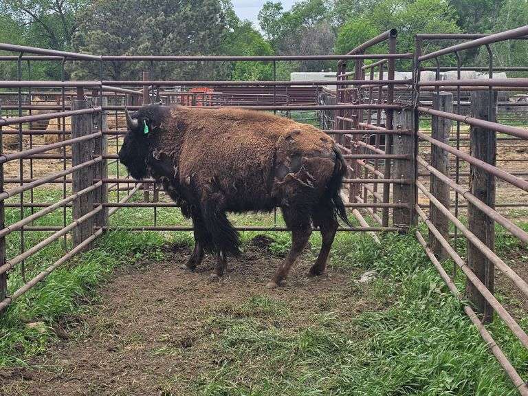 (1) 2-yr old bull