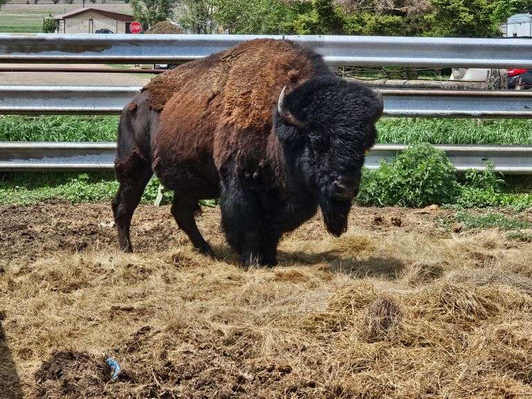 (1) Mature Bull