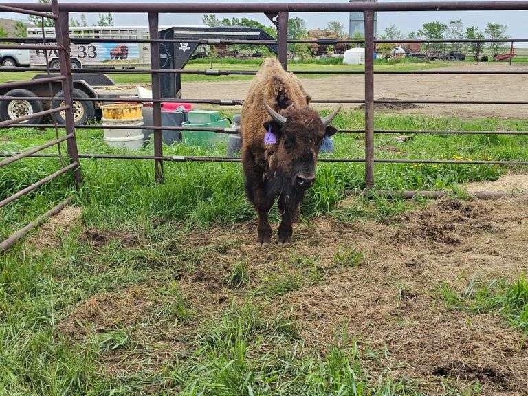 (1) Yearling Bull